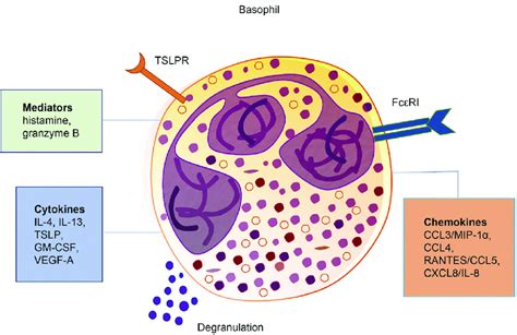 Basophils: Function & Ranges .